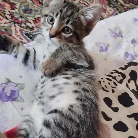 Котята 2 мальчика.