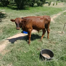 okuzce gole
