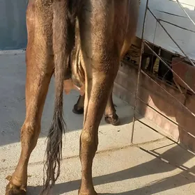 sygyr