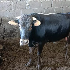 Öküz