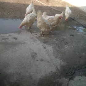 Ak towuklar