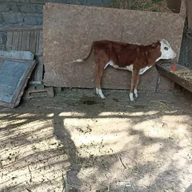 Tüwe 3 Öküzçe