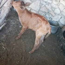 Goleli sygyr