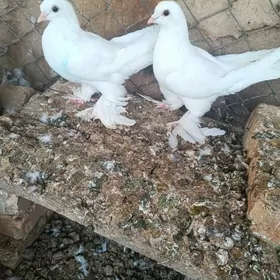 kepderi