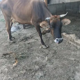 sygyr
