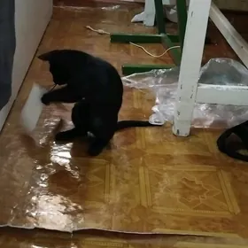 котенок