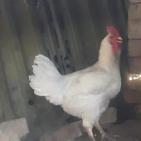 Gigant horaz