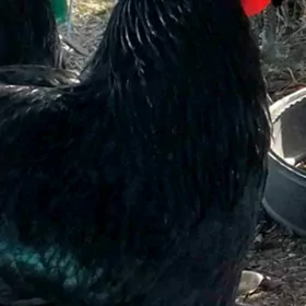 Gigant гигант jeriski horoz