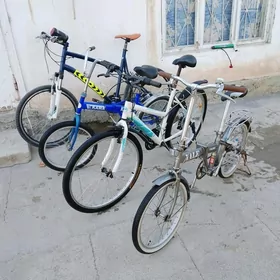 tigir yapon
