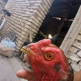 horaz