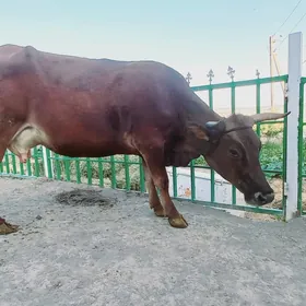 SYGYR OKUZ TUWE