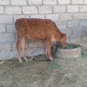 ökuzce
