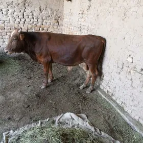 õküz 1,5 ÿaşynda bak