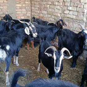 Geçi bakynmaga