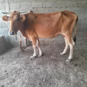 göleli sygyr