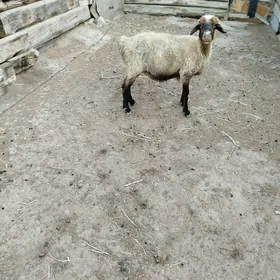Goýun