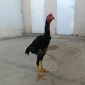 Kareý shamo horaz