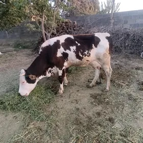simental goleli sygyrlar
