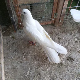 kepderi