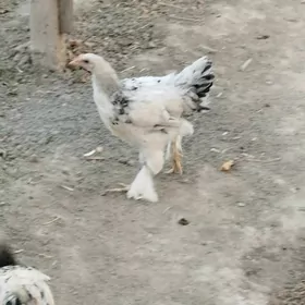 Balgar balakly jüje