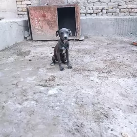 pidbul