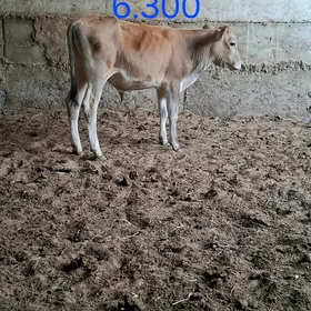 2 Öküz