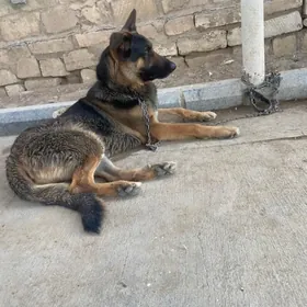 It afçarka