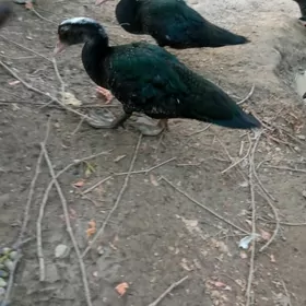 utga Ordek