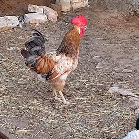 horaz