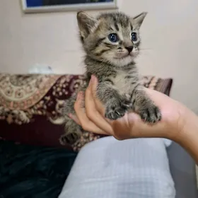 отдам котов
