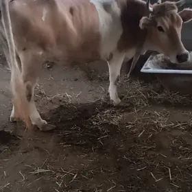 gysyr sygyr