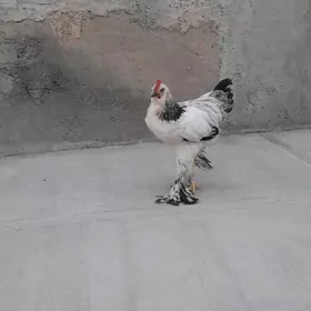 Brama Horaz