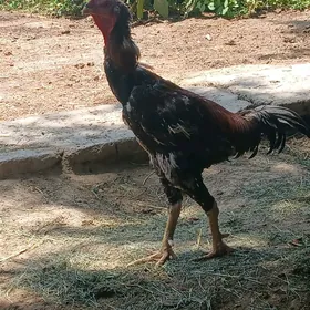 Taşkent horaz