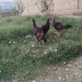 horaz