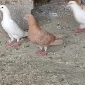 kepderi
