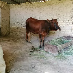 gulajyn bakylan