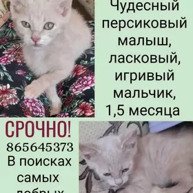 кошки