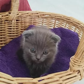 котята