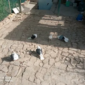 kepderi