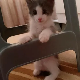 pişik