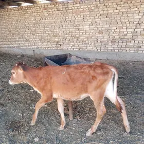 GÖLELER 7 AÝLYK