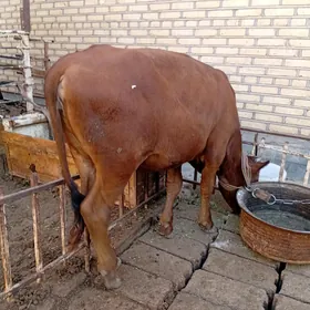 Туве