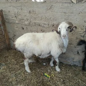 goç