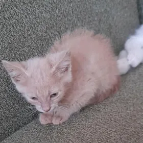 котята