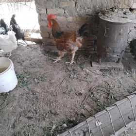 Gigant towuklar