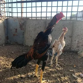 horaz
