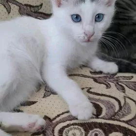 котята