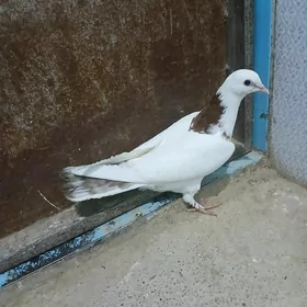 kepderi