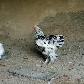 брама