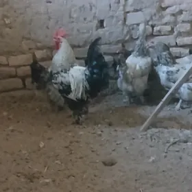 brama towuklar